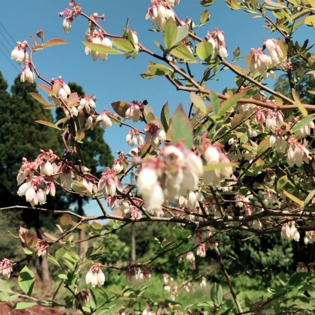 鹿児島便り～ブルーベリーの花が咲きました～