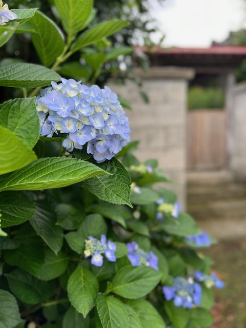 紫陽花の季節