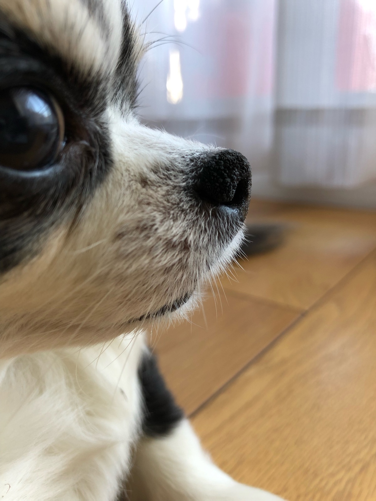 愛犬のこと