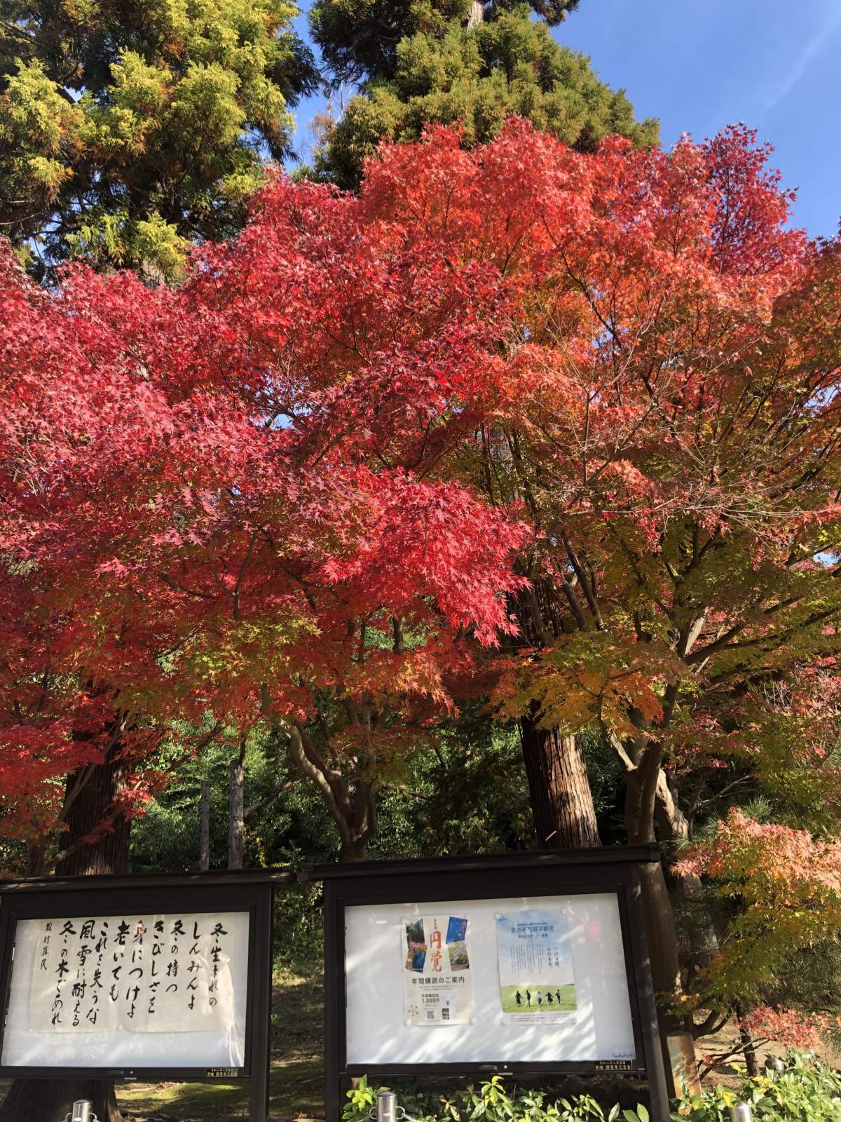 鎌倉の紅葉